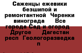 Саженцы ежевики безшипой и ремонтантной. Черенки винограда . - Все города Сад и огород » Другое   . Дагестан респ.,Геологоразведка п.